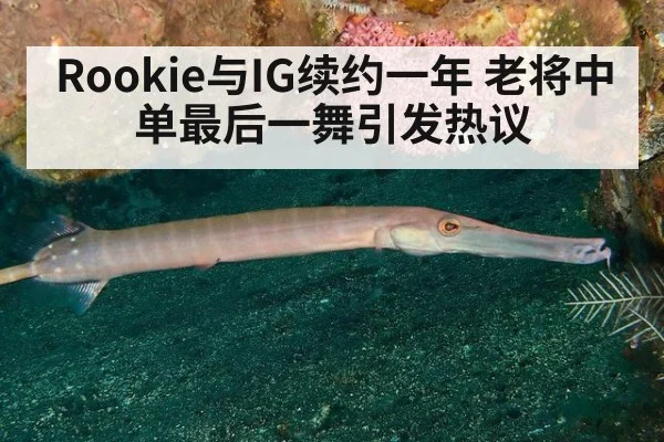 Rookie与IG续约一年 老将中单最后一舞引发热议